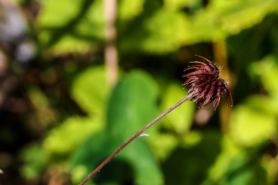 Nature macro green