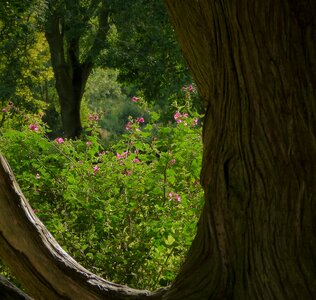 Landscape outdoors wood background