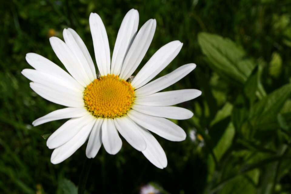 Marguerite flower spring