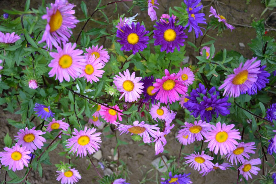 Flowering violet country