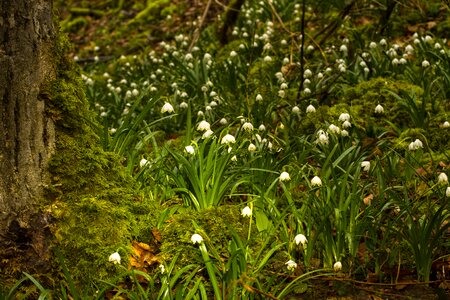 Wild flower early bloomer signs of spring