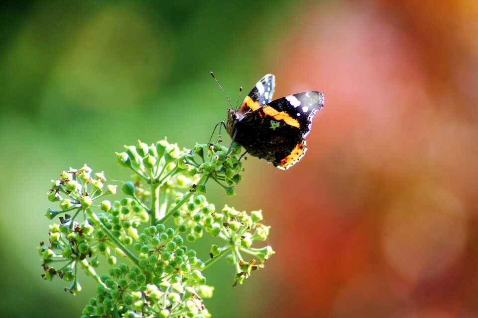 Insect close up autumn