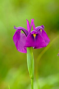 Wildflower jiri each time vary