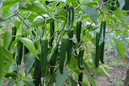 Peppers food freshness