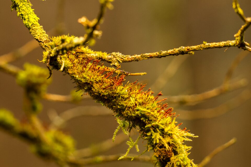 Nature bemoost branches