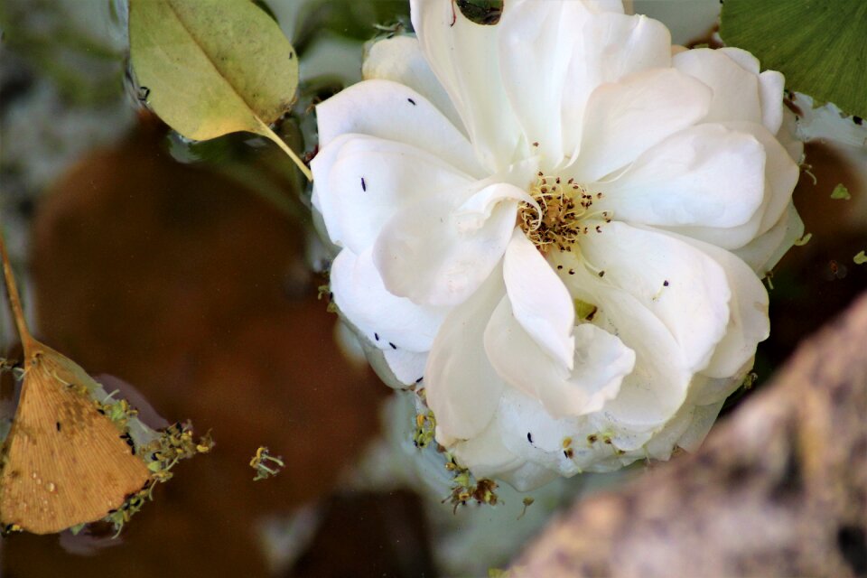 Blossom bloom pond