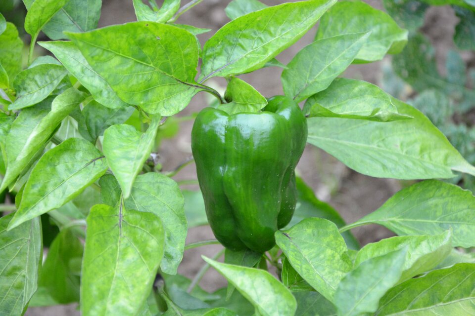Garden vegetable garden nightshade
