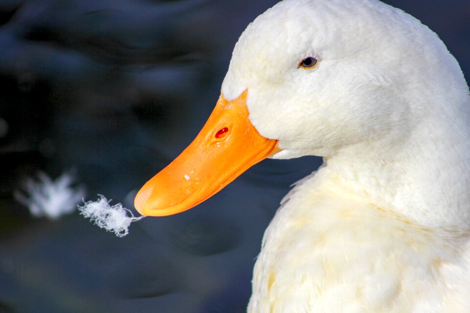 Outdoors duck water