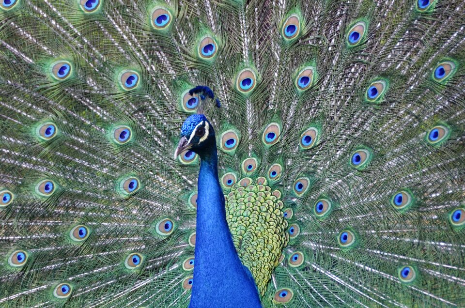 Feather bird pattern