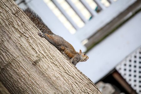 Tree fence climb