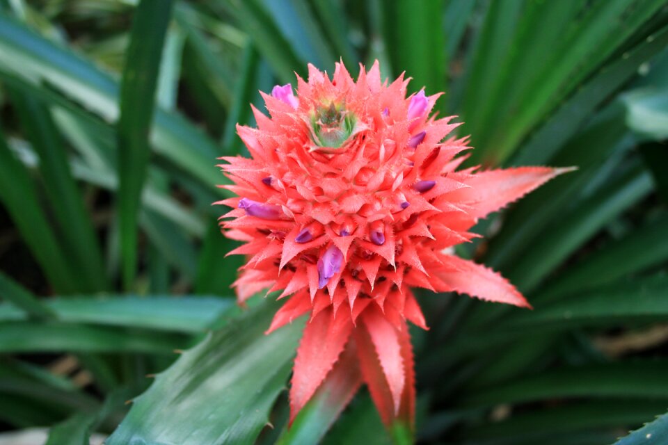 Bloom red violet