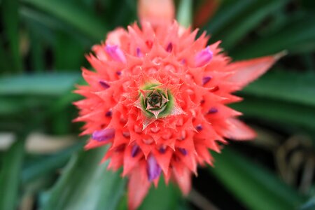 Bloom bromeliaceae red