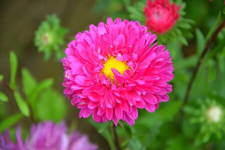 Decoration nature garden plants flowering