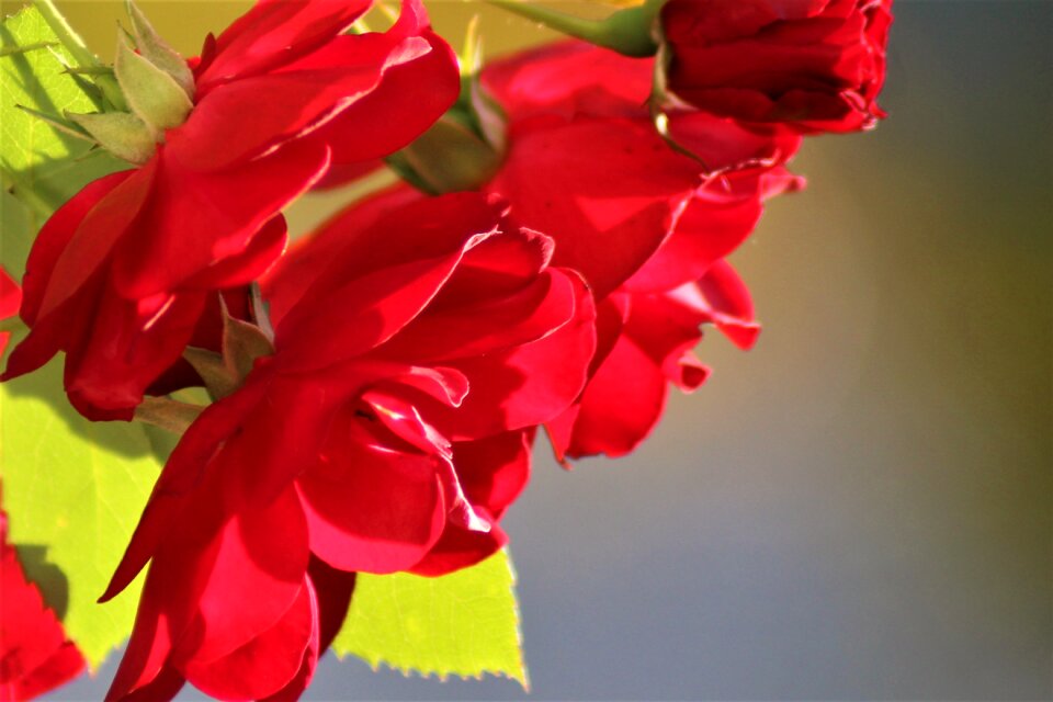 Red roses nature of course