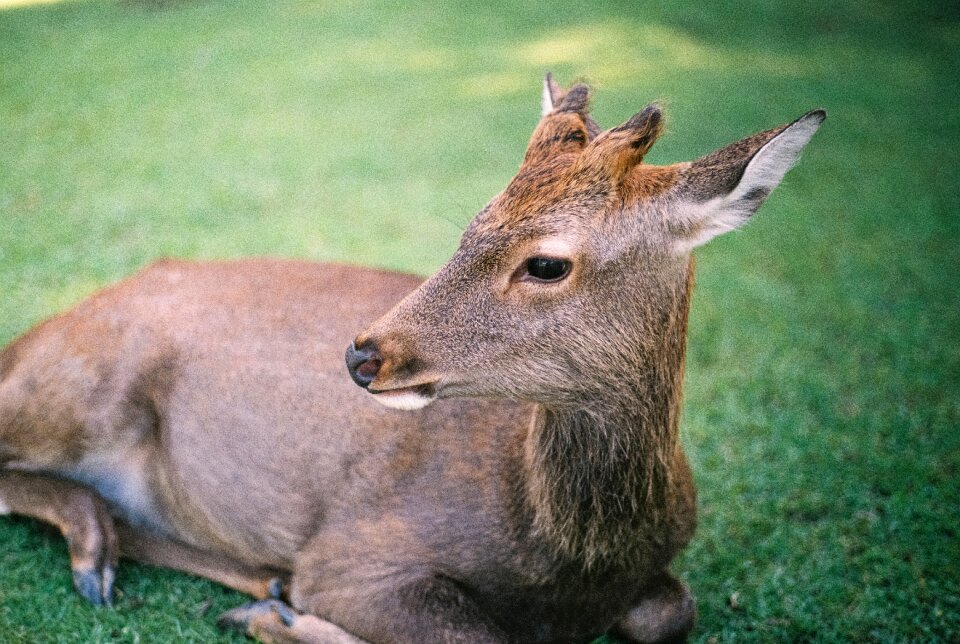 Field animal wildlife photo