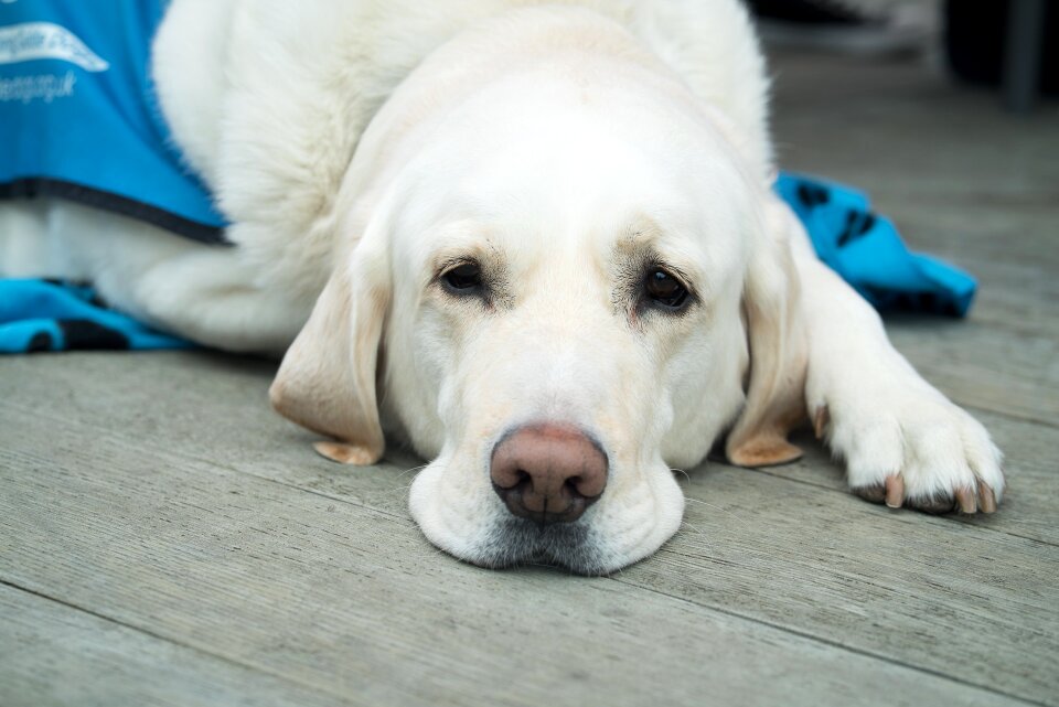 Canine animal lab photo