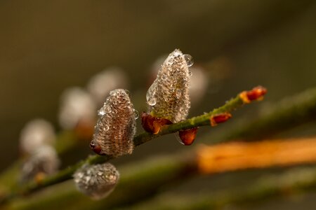 Willow catkin plant wet