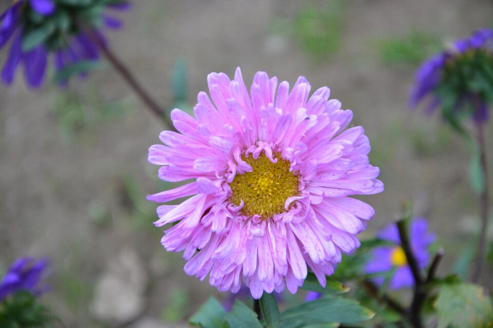 Plants purple petals nature