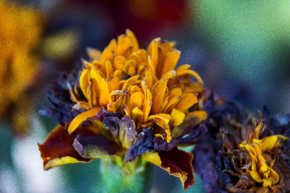 Flora leaf closeup photo