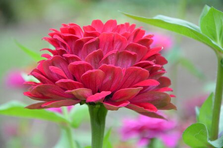 Garden plant petals photo