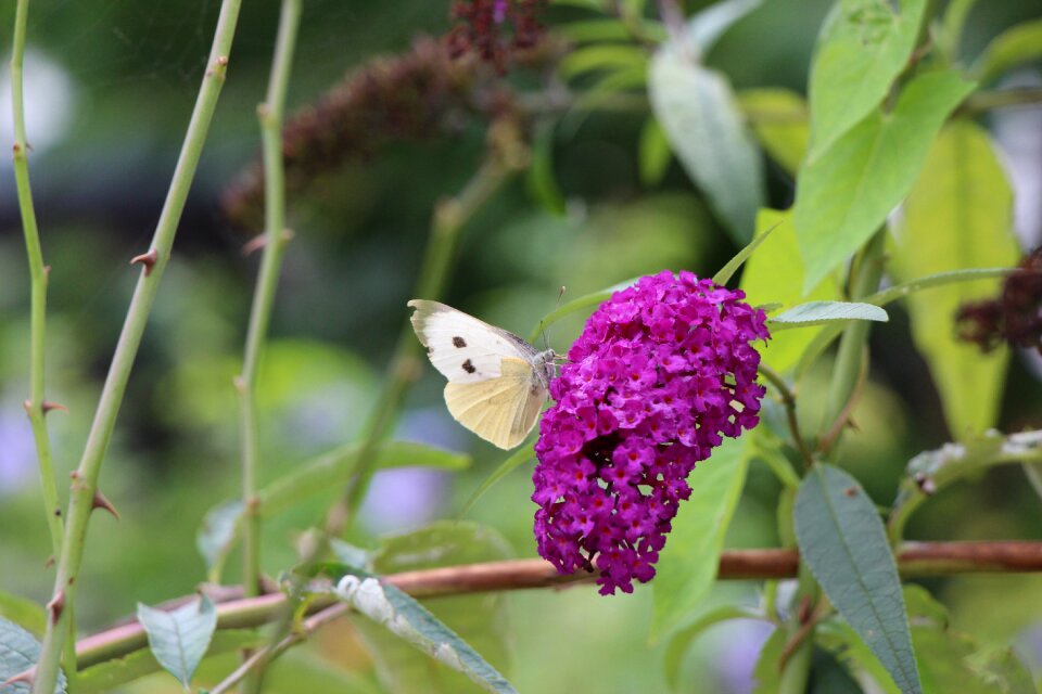 Probe nature close up