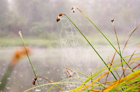 Outdoors summer dawn