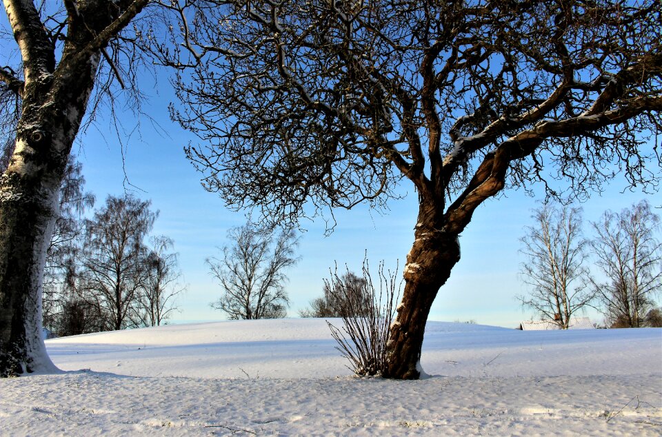 Tree snow landscape nature scenes