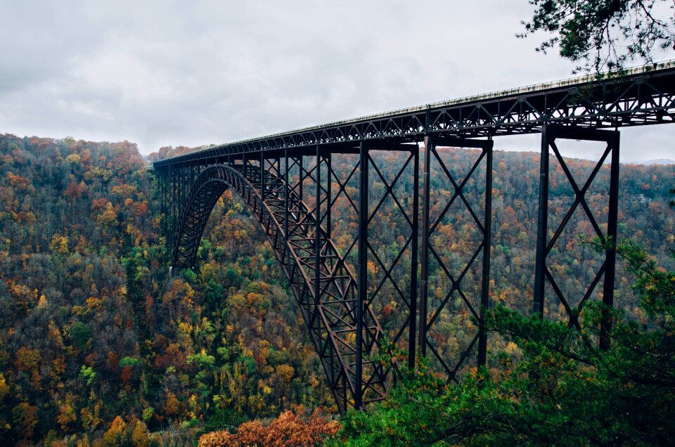 Railroad railway trees