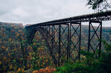 Railroad railway trees