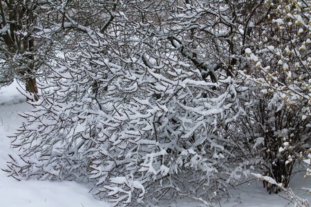 Bush snow wintry