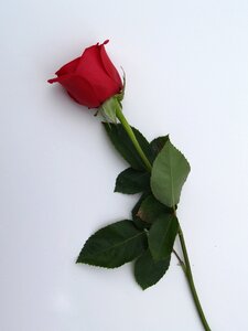 Flower bud rose bud