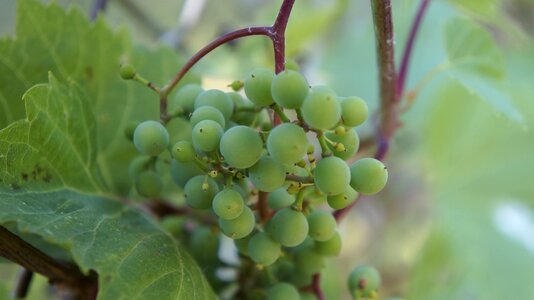 Fruit leaf agriculture