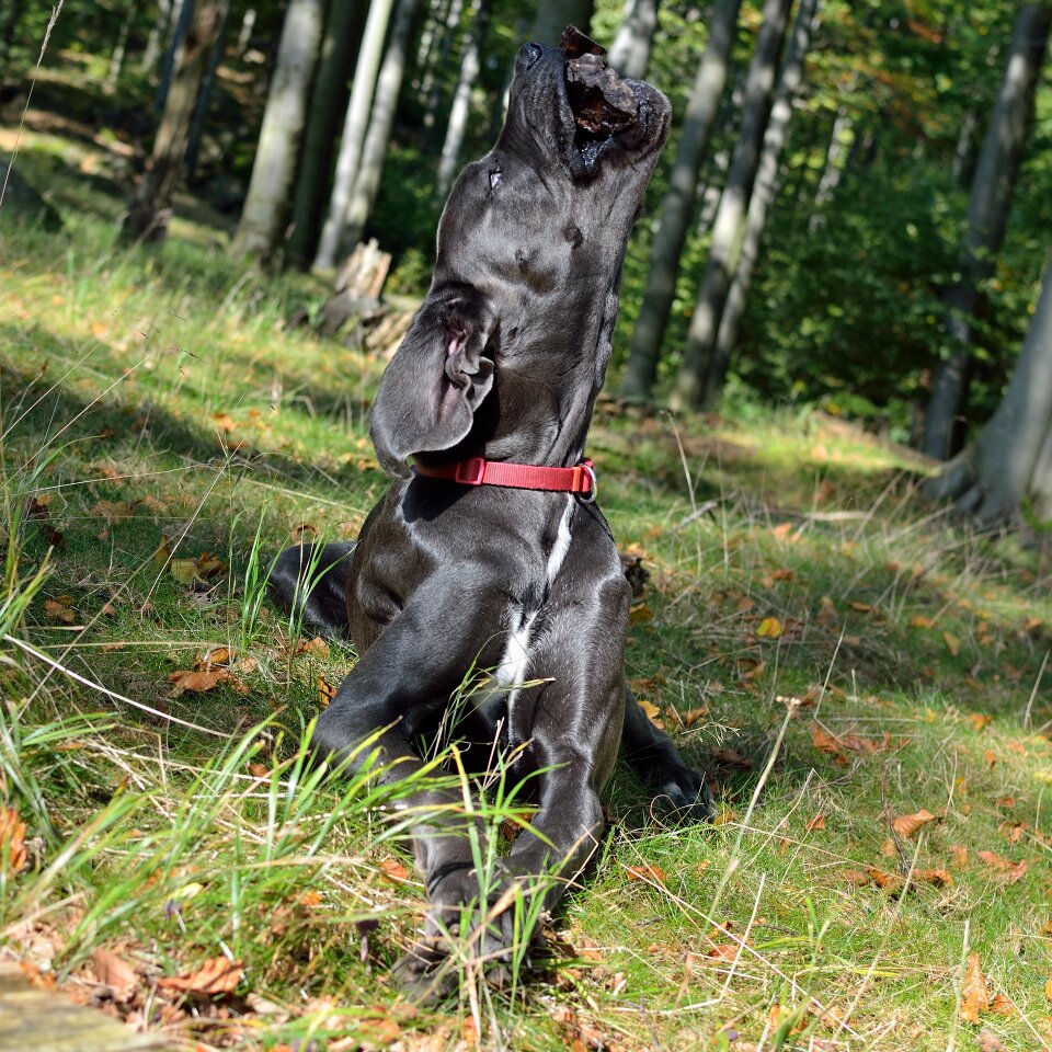 Great dane dog angled head