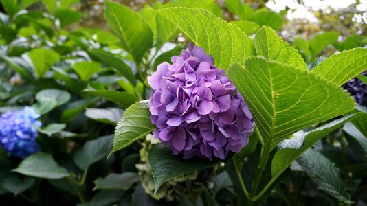 The youngest of trabzon flower nature
