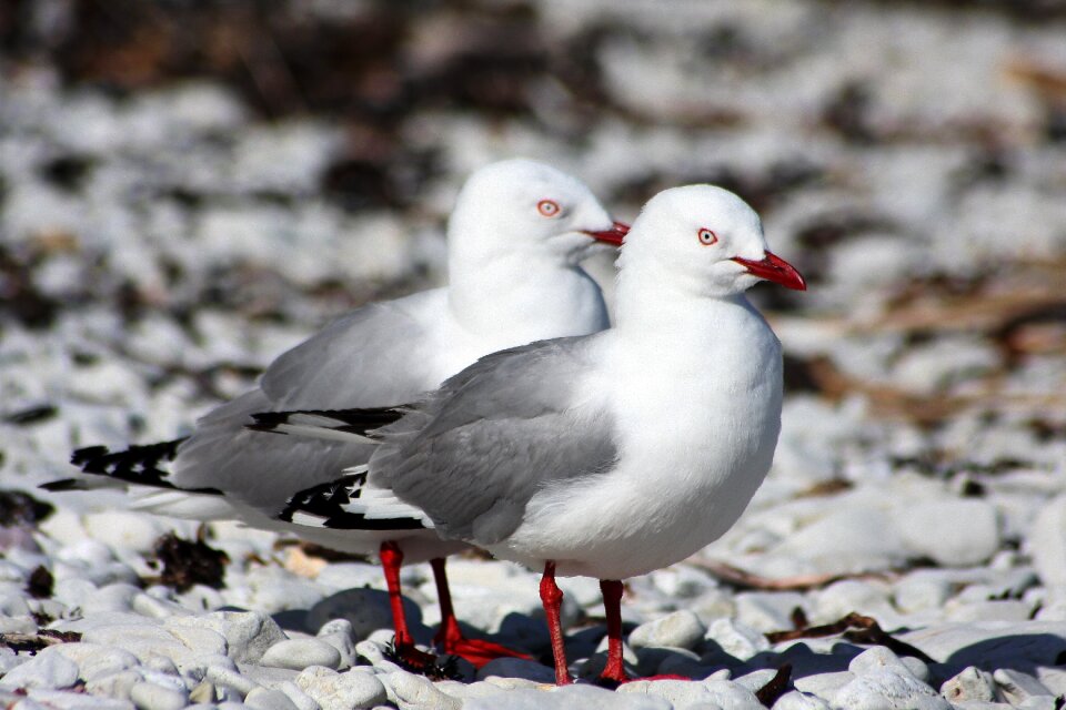 Animal world nature seagull