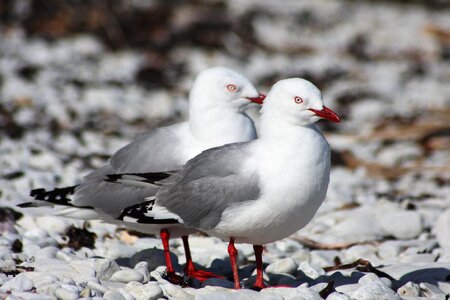 Animal world nature seagull