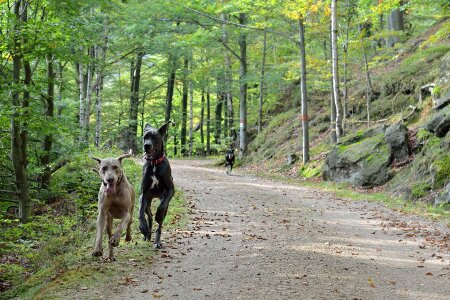 Running dogs path forest photo