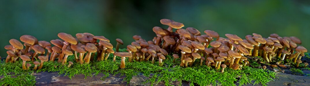 Tree fungi forest mushrooms screen fungus photo