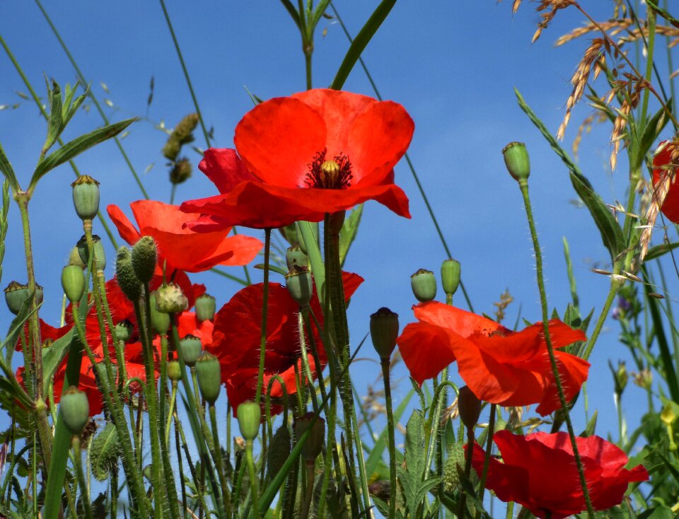 Red flower country