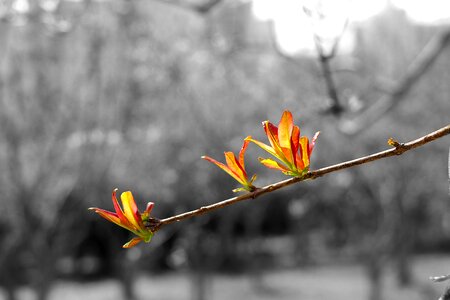 Plant leaf spring