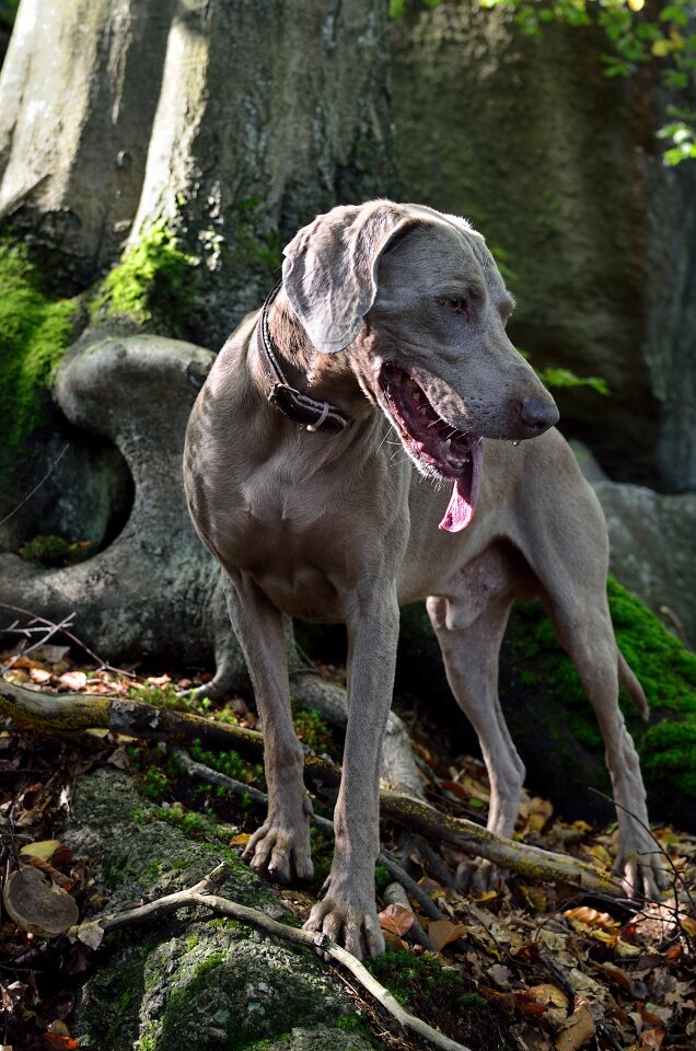 Weimaraner portrait dog photo