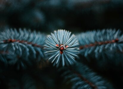 Nature forest fir tree photo