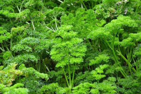 Aromatic taste aromatic plant