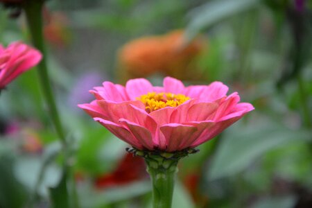 Plants pink flowers garden photo