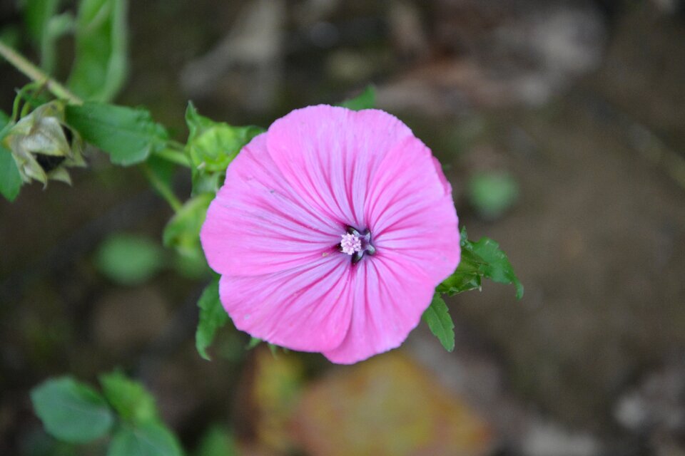 Flowering purple flowers nature