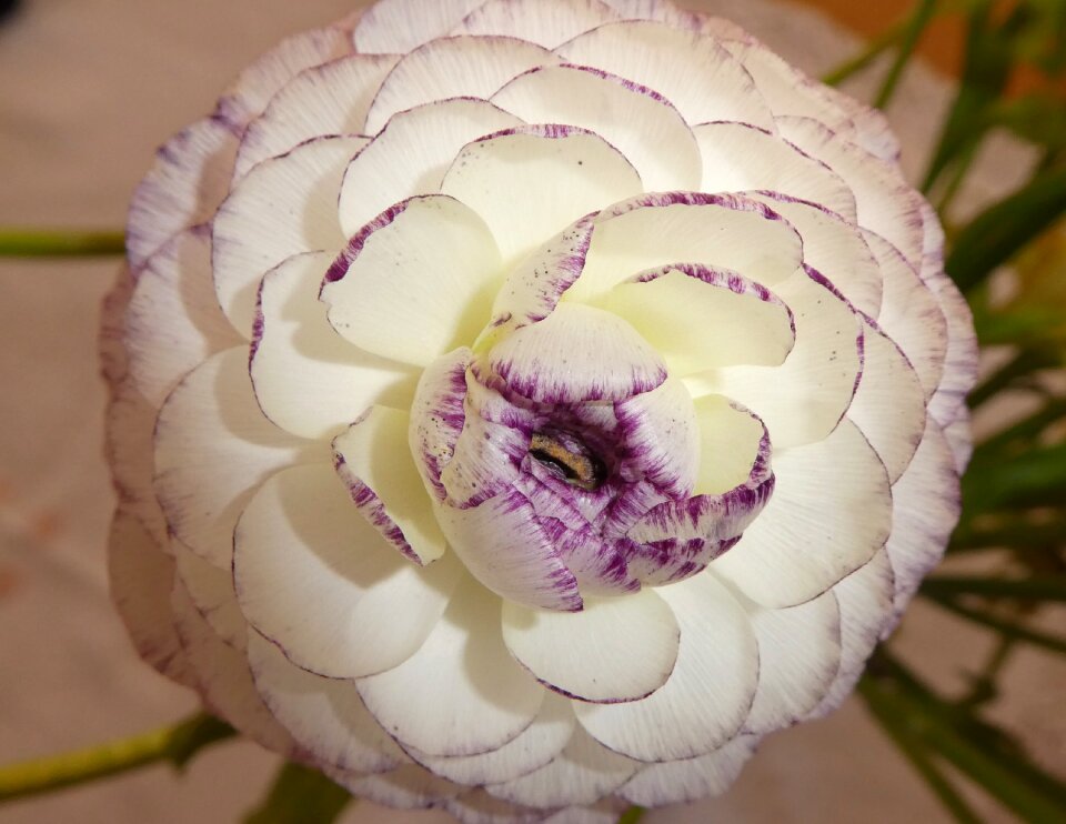 Flower ranunculus tender