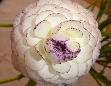 Flower ranunculus tender