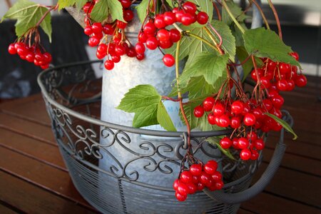 Berries vase red