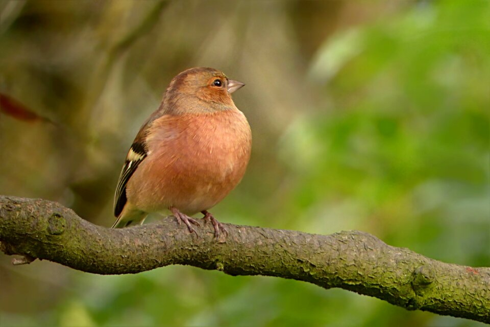 Chaffinch fringilla coelebs branch