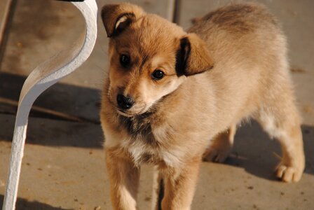 A wall chick puppy